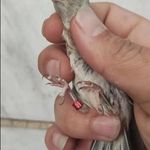 پت شاپ وپرنده سرای آسمان
