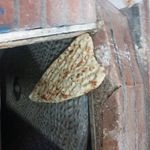 طباخی لاله