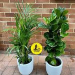 گل فروشی اینترنتی آمازون (منطقه 22)