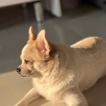 خدمات آرایشگری حیوانات خانگی عرب حلوایی