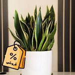 فروش آنلاین گل های آپارتمانی