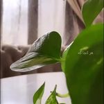 روانشناس کودک و نوجوان