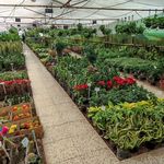 گلباغ و نهالستان مرکزی امیدی
