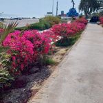 بوستان سینما دریا