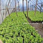 تولیدی گل و گیاه سرو طلایی