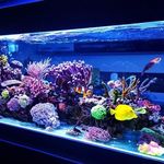 نصب و ساخت آکواریوم