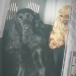 شروین کیخواه امید اسفند آبادی