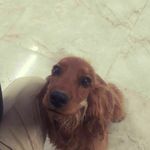 شروین کیخواه امید اسفند آبادی