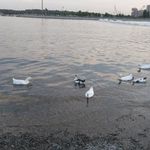 سرویس بهداشتی دریاچه خلیج فارس 2