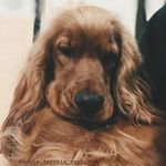 شروین کیخواه امید اسفند آبادی