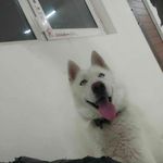 شروین کیخواه امید اسفند آبادی