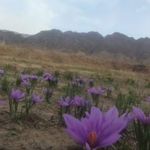 مزرعه آبخورگ