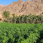مزرعه آبخورگ