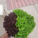 فروش کاهو فرانسویی