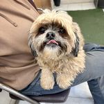 درمانگاه دامپزشکی های پت