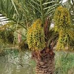 مشاوره کشاورزی | برنامه کوددهی
