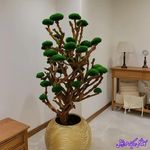 سمیه پاک نیت