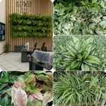 سمیه پاک نیت