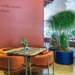 فروش تخصصی گیاه گیالری giallery