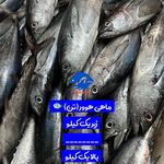 فروشگاه ماهی قشم