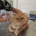 کلینیک دامپزشکی هدهد