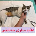 کلینیک دامپزشکی تریتامیرداماد