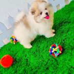 فروشگاه سگهای آپارتمانی و سگ جیبی