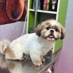 کلینیک دامپزشکی و پت شاپ آسو