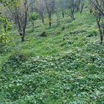 فروش املاک رحیمی