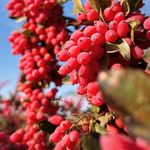 میوه وصیفی جات