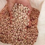 محصولات خانگی فلاح گردو بادام حلوا ارده