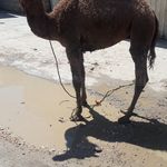 قصابی توکلی
