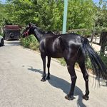 باشگاه سوارکاری