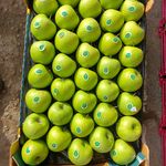 میوه فروشی المهدی