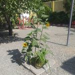 ترک اعتیاد وفایی