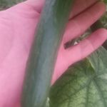 گلخانه خیار مدرن شفق