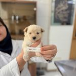 درمانگاه دامپزشکی های پت