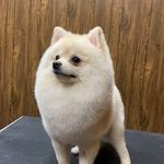 آرایشگاه تخصصی حیوانات امیر مهرابی