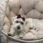 کلینیک دامپزشکی تخصصی نیک پلاس