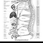 خدمات درمان دیسک و سیاتیک  زارع
