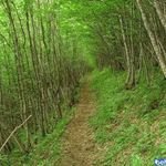 جنگل پیرداوود