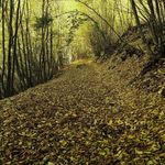 جنگل پیرداوود