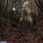 جنگل پیرداوود