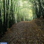 جنگل پیرداوود