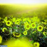 دشت آفتابگردان و شقایق های کالپوش