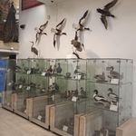 موزه طبیعت و حیات وحش دارآباد