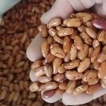 فروش حبوبات اعلا