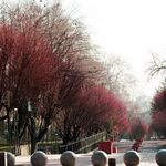 پارک نیاوران (بوستان نیاوران)