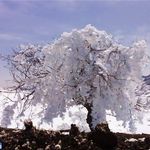 پناهگاه حیات وحش خوش ییلاق