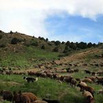 پناهگاه حیات وحش خوش ییلاق